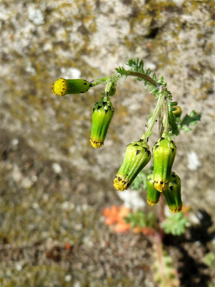 Ritzen-Botanik: Gewöhnliches Greiskraut (Senecio vulgaris) in Hockenheim