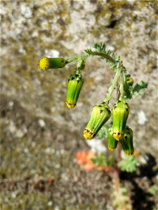 Ritzen-Botanik: Gewöhnliches Greiskraut (Senecio vulgaris) in Hockenheim