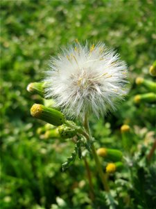 Gewöhnliches Greiskraut (Senecio vulgaris) in Hockenheim