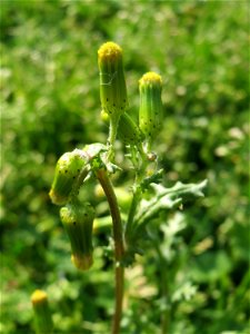 Gewöhnliches Greiskraut (Senecio vulgaris) in Hockenheim