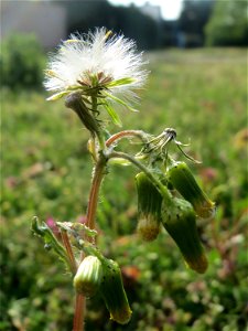 Gewöhnliches Greiskraut (Senecio vulgaris) in Hockenheim