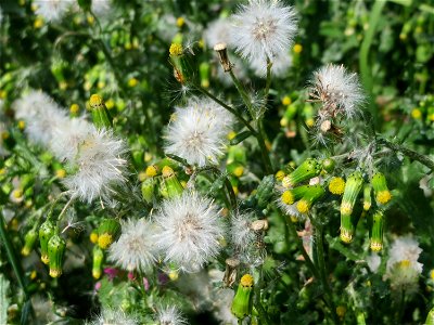Gewöhnliches Greiskraut (Senecio vulgaris) auf einem Grünstreifen zwischen Eisenbahnstraße und Am Damm in Hockenheim