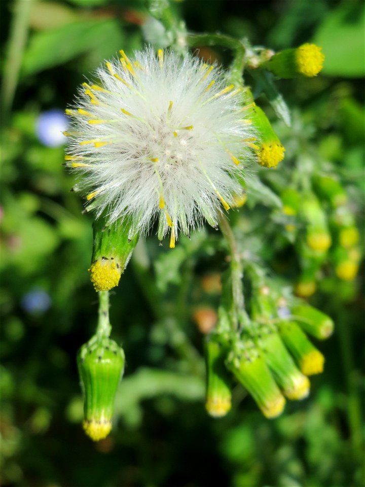 Gewöhnliches Greiskraut (Senecio vulgaris) auf einem Grünstreifen zwischen Eisenbahnstraße und Am Damm in Hockenheim