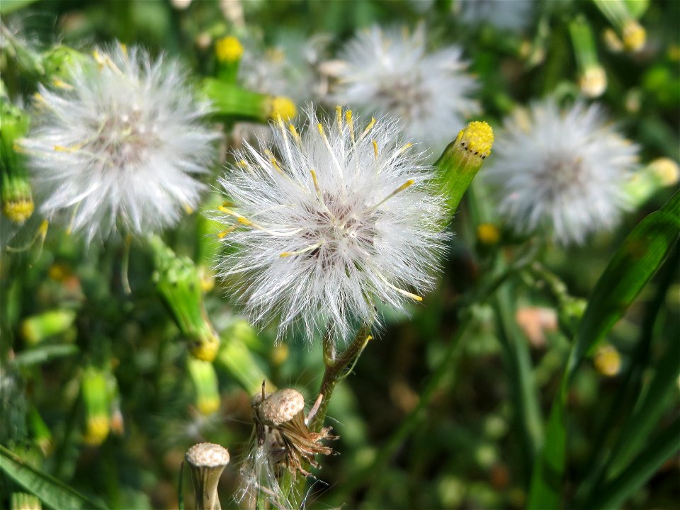 Gewöhnliches Greiskraut (Senecio vulgaris) auf einem Grünstreifen zwischen Eisenbahnstraße und Am Damm in Hockenheim