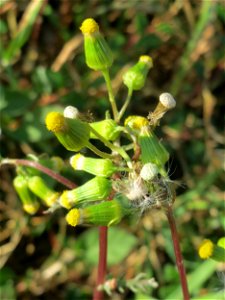 Gewöhnliches Greiskraut (Senecio vulgaris) in Hockenheim