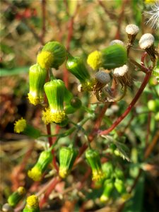 Gewöhnliches Greiskraut (Senecio vulgaris) in Hockenheim