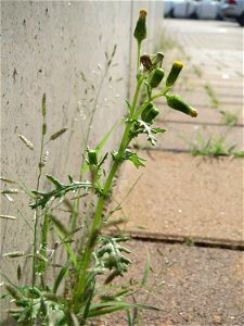 Ritzenbotanik: Gewöhnliches Greiskraut (Senecio vulgaris) in Hockenheim