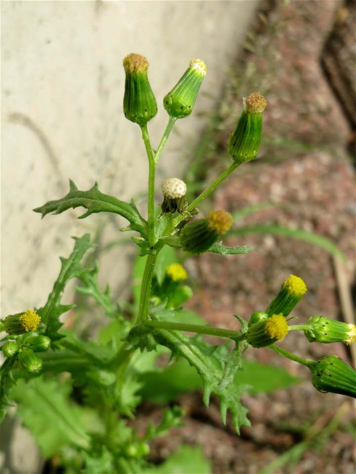 Ritzenbotanik: Gewöhnliches Greiskraut (Senecio vulgaris) in Hockenheim