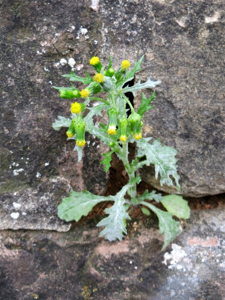 Ritzenbotanik: Gewöhnliches Greiskraut (Senecio vulgaris) an einer Stützmauer an der Saar in Saarbrücken