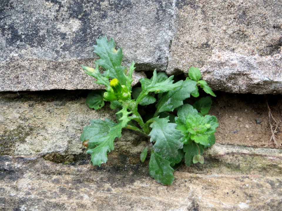 Ritzenbotanik: Gewöhnliches Greiskraut (Senecio vulgaris) an einer Stützmauer an der Saar in Saarbrücken