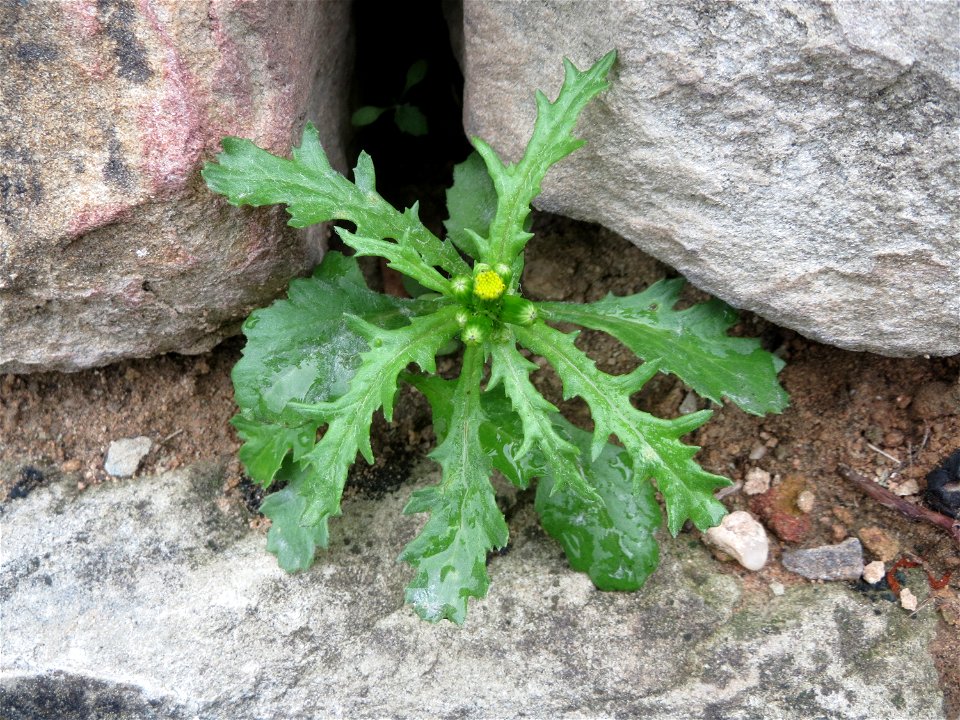 Ritzenbotanik: Gewöhnliches Greiskraut (Senecio vulgaris) an einer Stützmauer an der Saar in Saarbrücken