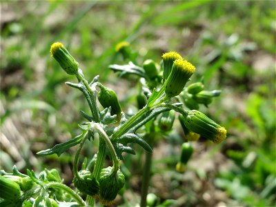 Gewöhnliches Greiskraut (Senecio vulgaris) auf einer Reptilien- und Insekten-Schutzfläche bei Oftersheim