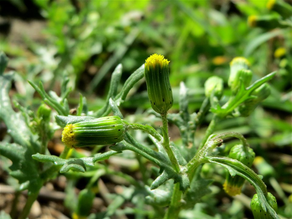 Gewöhnliches Greiskraut (Senecio vulgaris) auf einer Reptilien- und Insekten-Schutzfläche bei Oftersheim