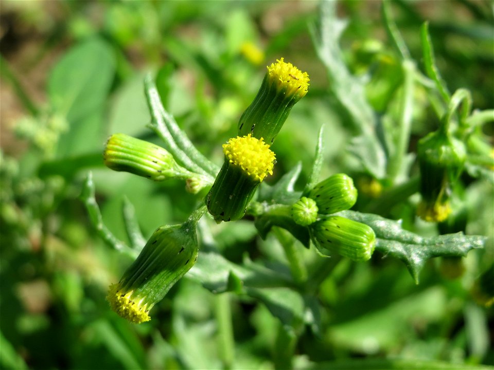 Gewöhnliches Greiskraut (Senecio vulgaris) auf einer Reptilien- und Insekten-Schutzfläche bei Oftersheim