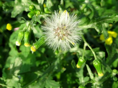 Gewöhnliches Greiskraut (Senecio vulgaris) auf einem Grünstreifen zwischen Eisenbahnstraße und Am Damm in Hockenheim