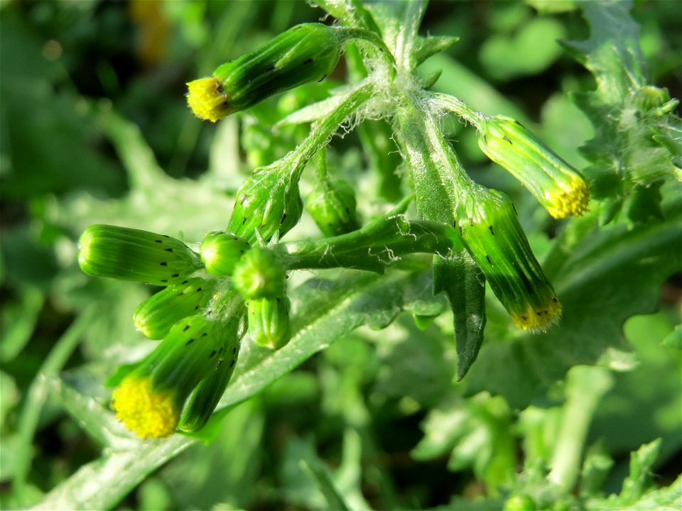 Gewöhnliches Greiskraut (Senecio vulgaris) auf einem Grünstreifen zwischen Eisenbahnstraße und Am Damm in Hockenheim