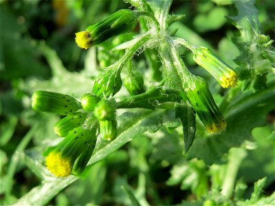 Gewöhnliches Greiskraut (Senecio vulgaris) auf einem Grünstreifen zwischen Eisenbahnstraße und Am Damm in Hockenheim