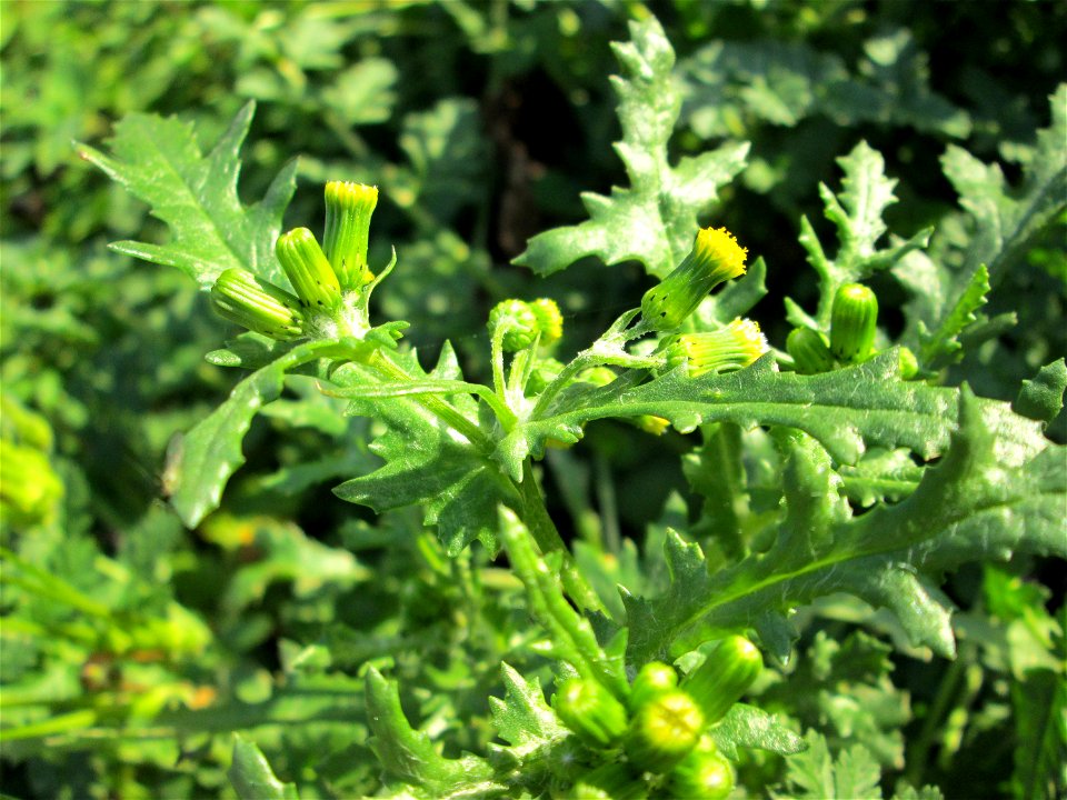 Gewöhnliches Greiskraut (Senecio vulgaris) in Hockenheim