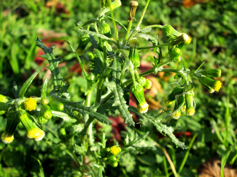 Gewöhnliches Greiskraut (Senecio vulgaris) in Hockenheim