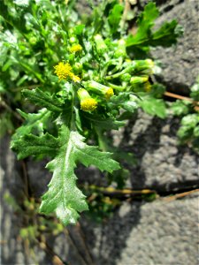 Gewöhnliches Greiskraut (Senecio vulgaris) zwischen Hauptbahnhof und Schloss Mannheim