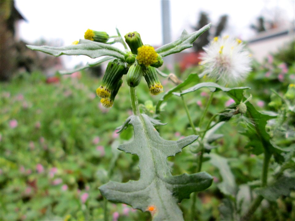 Gewöhnliches Greiskraut (Senecio vulgaris) auf einem Wiesenstreifen in Hockenheim