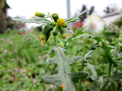 Gewöhnliches Greiskraut (Senecio vulgaris) auf einem Wiesenstreifen in Hockenheim