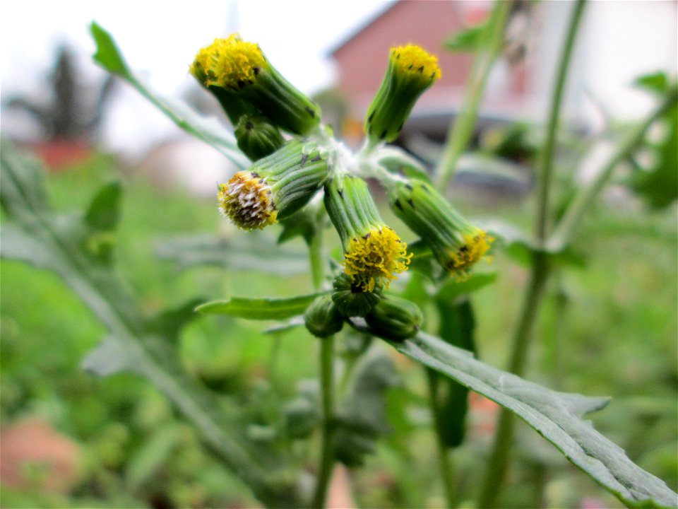 Gewöhnliches Greiskraut (Senecio vulgaris) auf einem Wiesenstreifen in Hockenheim