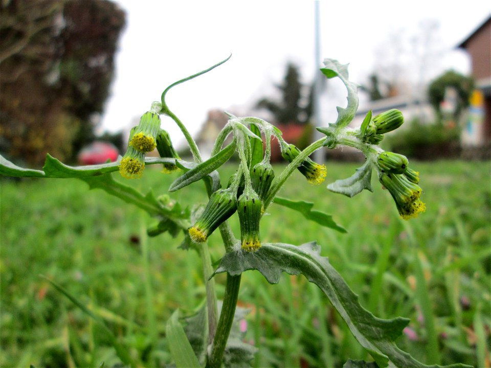 Gewöhnliches Greiskraut (Senecio vulgaris) auf einem Wiesenstreifen in Hockenheim