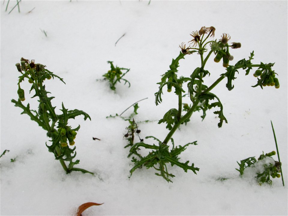 Gewöhnliches Greiskraut (Senecio vulgaris) an der A620 in Alt-Saarbrücken bei Neuschnee am 10. Dezember 2017