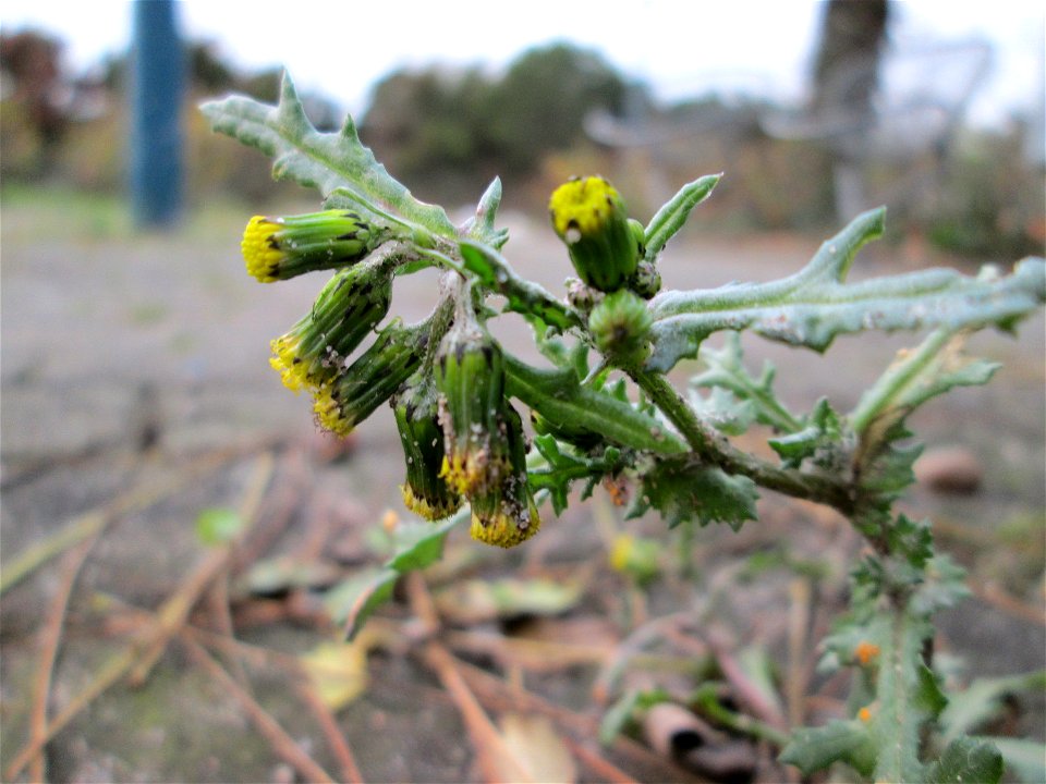 Gewöhnliches Greiskraut (Senecio vulgaris) in Hockenheim