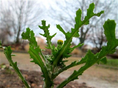 Gewöhnliches Greiskraut (Senecio vulgaris) - wild wachsend im Gartenschaupark in Hockenheim