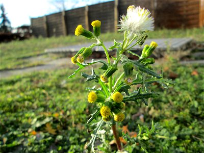 Gewöhnliches Greiskraut (Senecio vulgaris) auf einer Wiese neben einer Tankstelle in Hockenheim