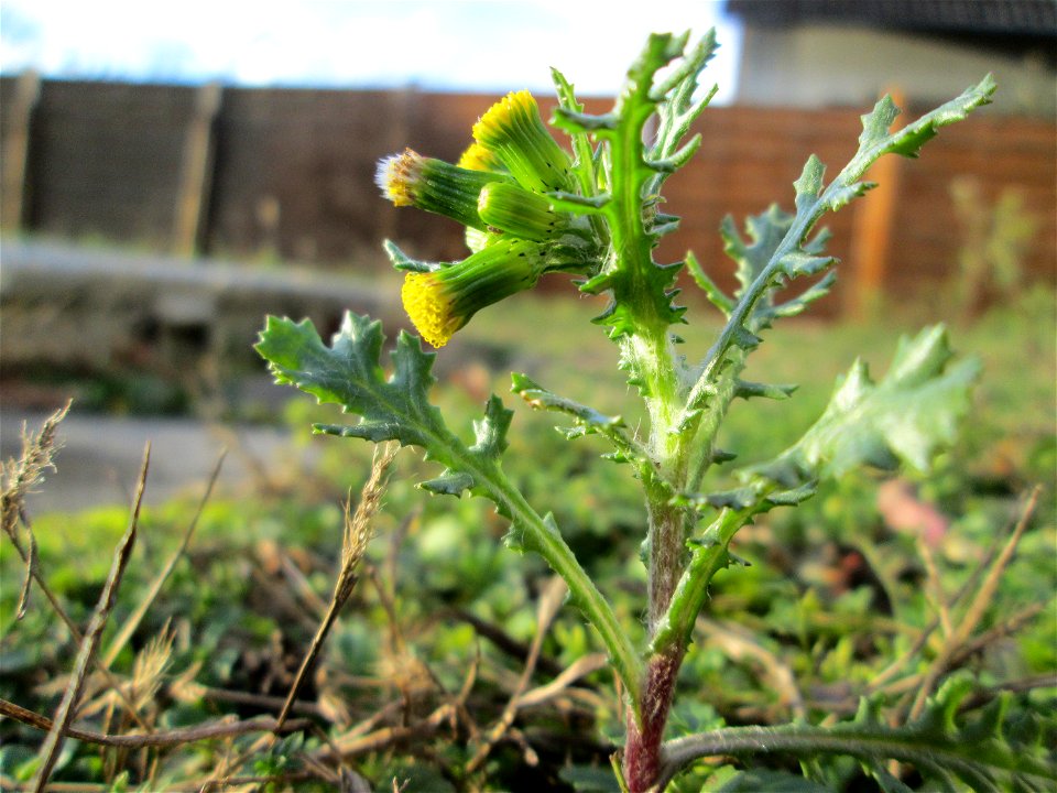 Gewöhnliches Greiskraut (Senecio vulgaris) auf einer Wiese neben einer Tankstelle in Hockenheim