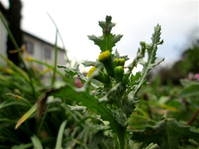 Gewöhnliches Greiskraut (Senecio vulgaris) in Hockenheim
