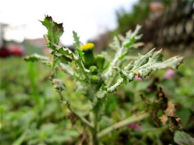 Gewöhnliches Greiskraut (Senecio vulgaris) in Hockenheim