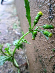 Gewöhnliches Greiskraut (Senecio vulgaris) in Hockenheim
