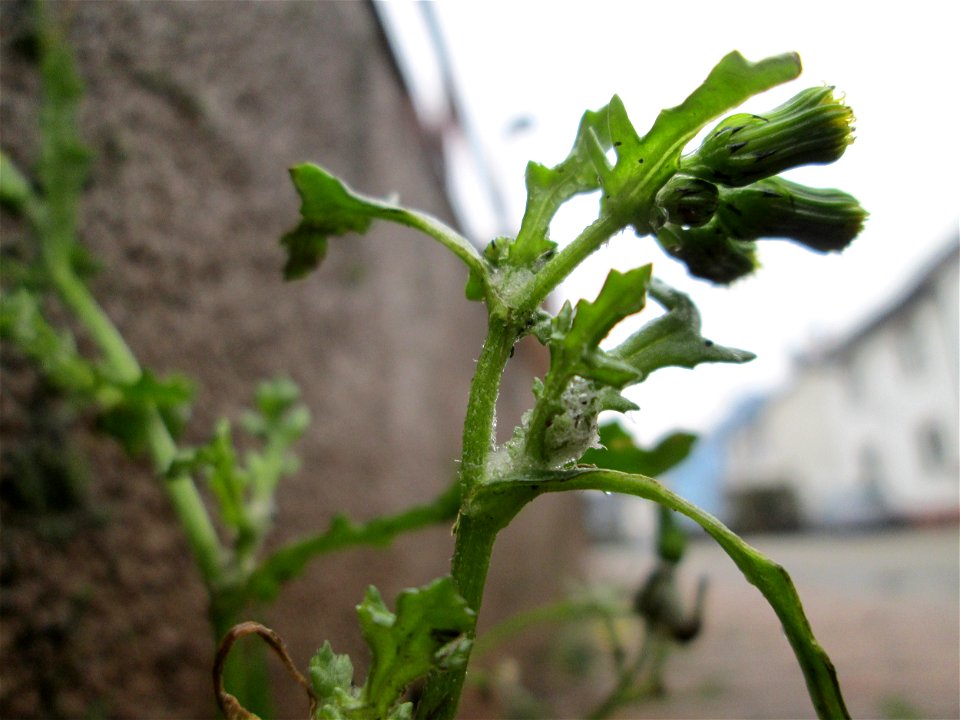 Gewöhnliches Greiskraut (Senecio vulgaris) in Hockenheim