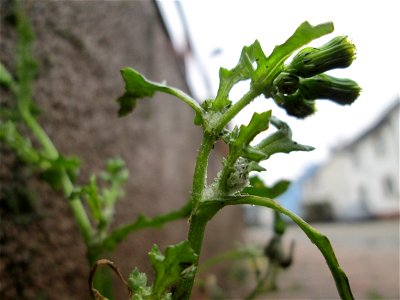 Gewöhnliches Greiskraut (Senecio vulgaris) in Hockenheim