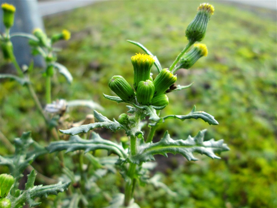 Gewöhnliches Greiskraut (Senecio vulgaris) am Randstreifen der Reilinger Straße in Hockenheim