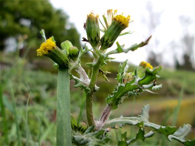 Gewöhnliches Greiskraut (Senecio vulgaris) auf dem Friedhof Sankt Johann in Saarbrücken