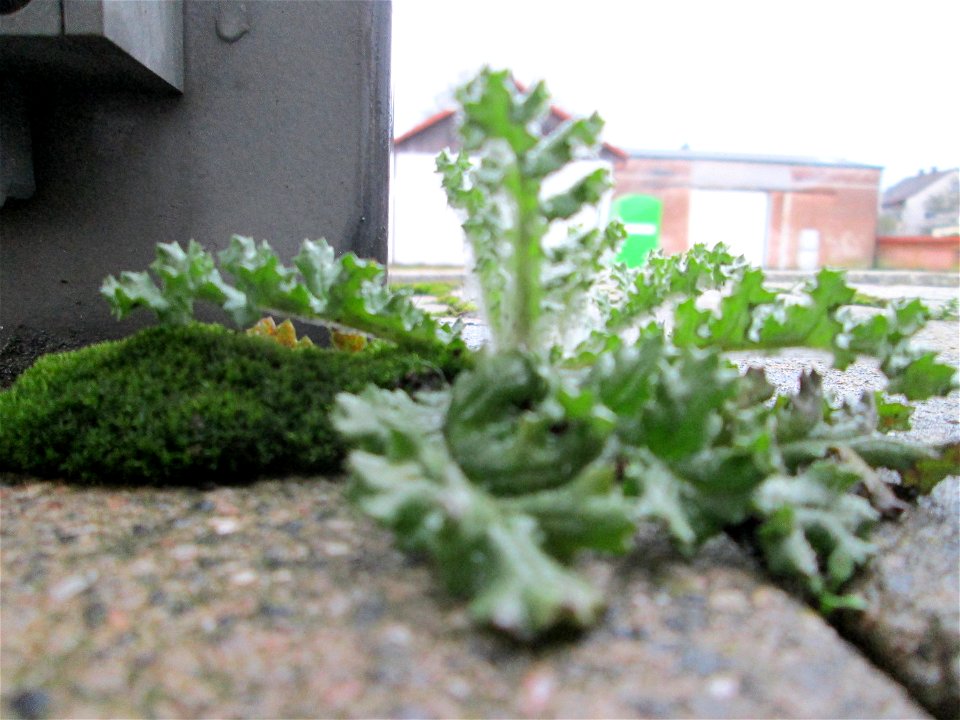 Gewöhnliches Greiskraut (Senecio vulgaris) am Bahnhof Bruchmühlbach-Miesau