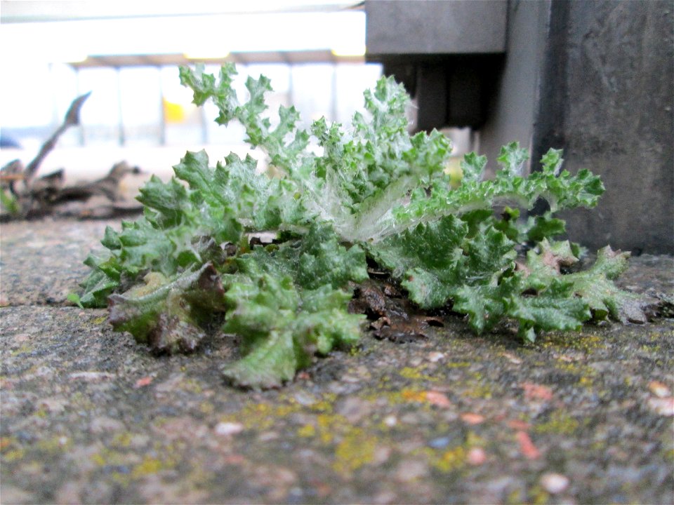 Gewöhnliches Greiskraut (Senecio vulgaris) am Bahnhof Bruchmühlbach-Miesau