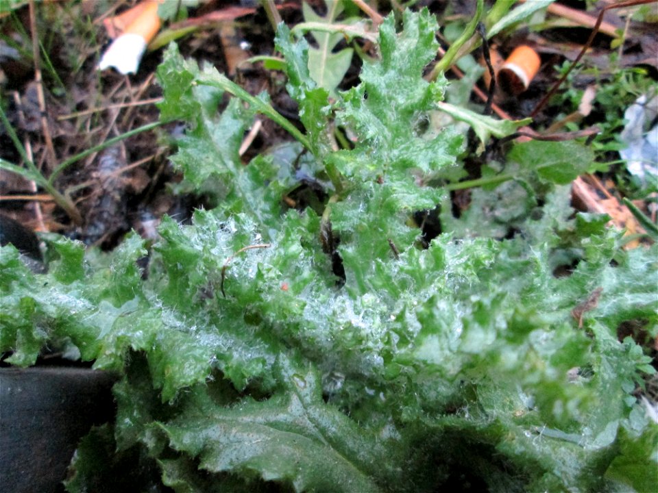 Gewöhnliches Greiskraut (Senecio vulgaris) am Bahnhof Bruchmühlbach-Miesau