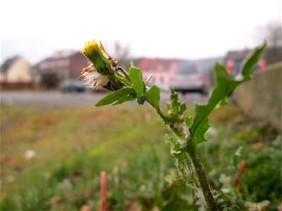 Gewöhnliches Greiskraut (Senecio vulgaris) am Bahnhof Bruchmühlbach-Miesau