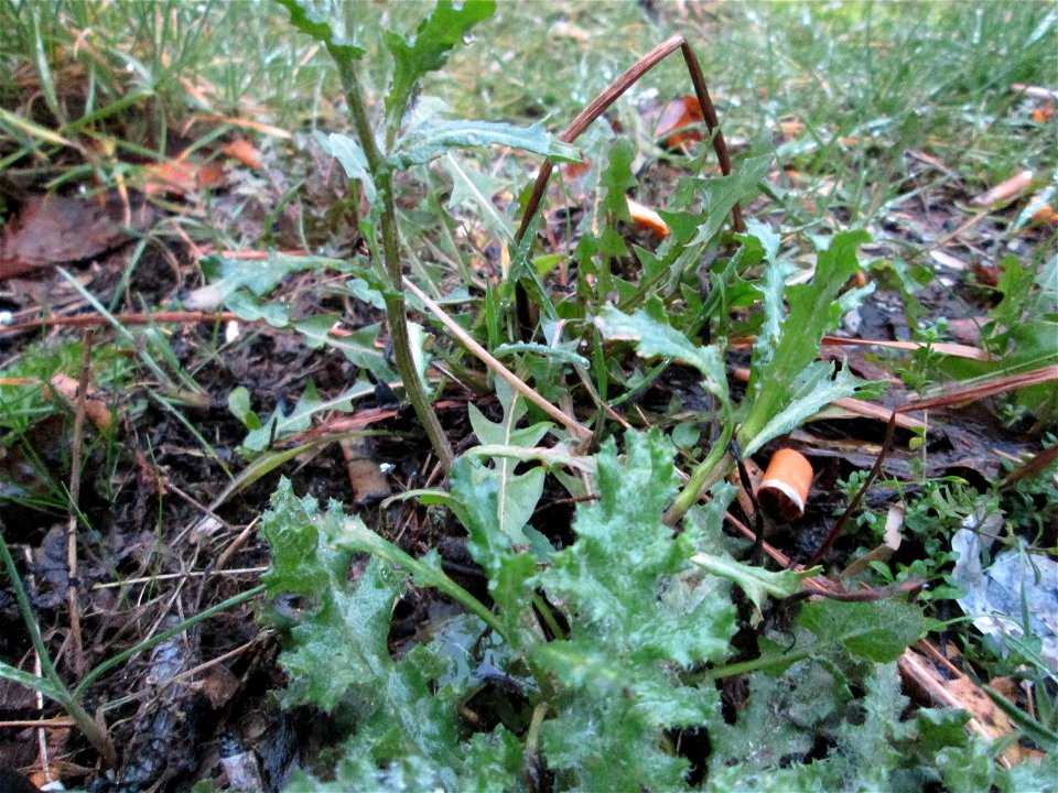 Gewöhnliches Greiskraut (Senecio vulgaris) am Bahnhof Bruchmühlbach-Miesau