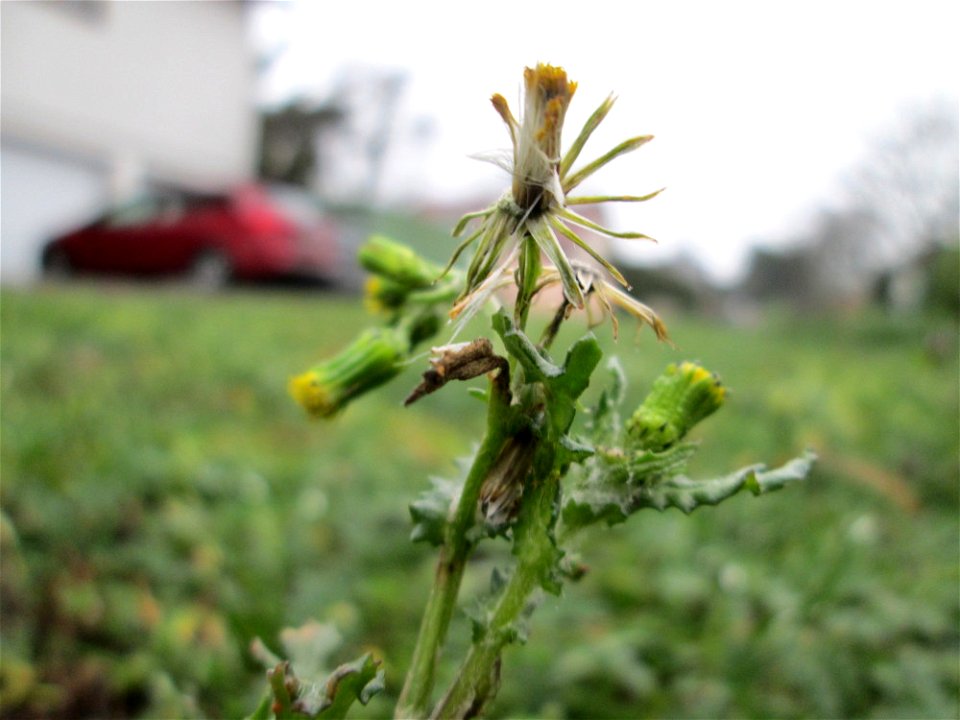 Gewöhnliches Greiskraut (Senecio vulgaris) in Hockenheim