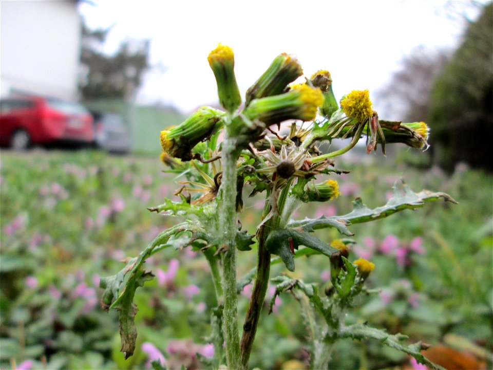 Gewöhnliches Greiskraut (Senecio vulgaris) in Hockenheim