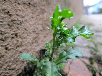 Gewöhnliches Greiskraut (Senecio vulgaris) in Hockenheim