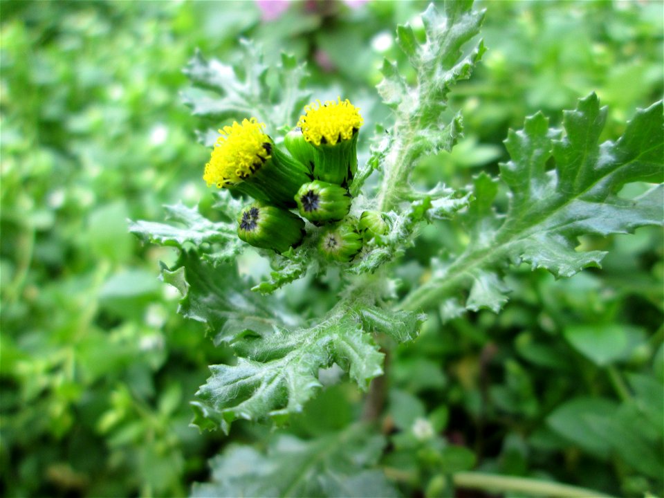 Gewöhnliches Greiskraut (Senecio vulgaris) in Hockenheim