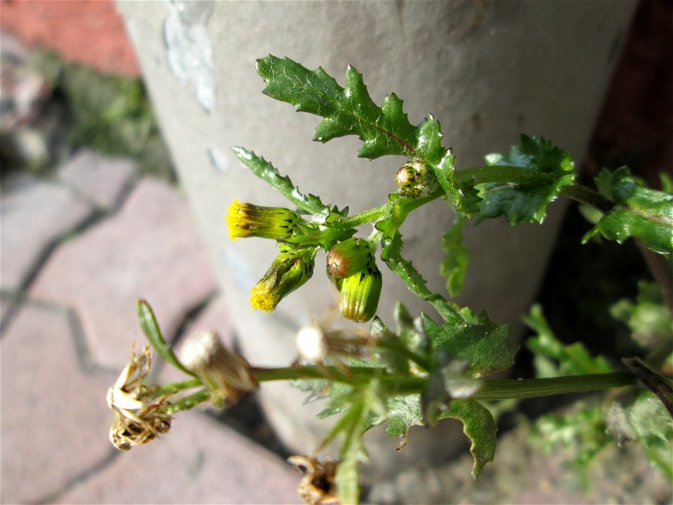 Gewöhnliches Greiskraut (Senecio vulgaris) in Hockenheim